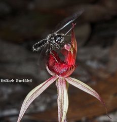 Caladenia australis