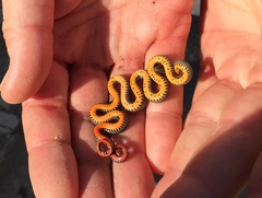 Diadophis punctatus similis
