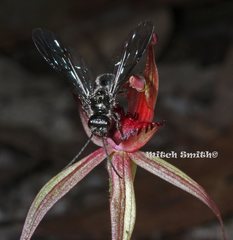 Caladenia australis
