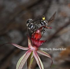 Caladenia australis