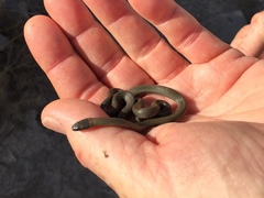 Diadophis punctatus similis