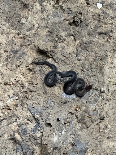 Amazon Tropical Forest Snake