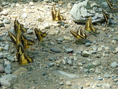 Papilio ornythion ornythion