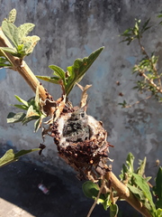 Cynanthus latirostris