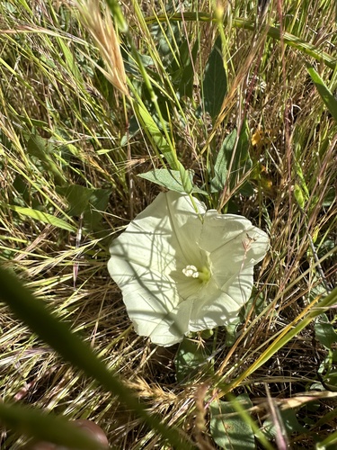 Hillside false bindweed (Calystegia subacaulis)