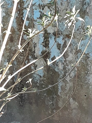 Cynanthus latirostris