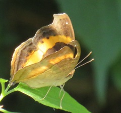Junonia elgiva