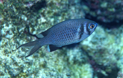 Indigo Chromis photo 4