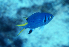 Indigo Chromis photo 2