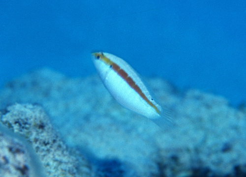 Coris roseoviridis observed 2001-10-01