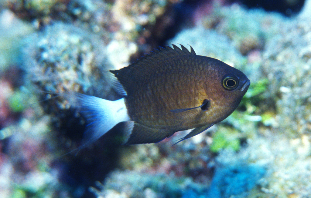 Pitcairn Chromis