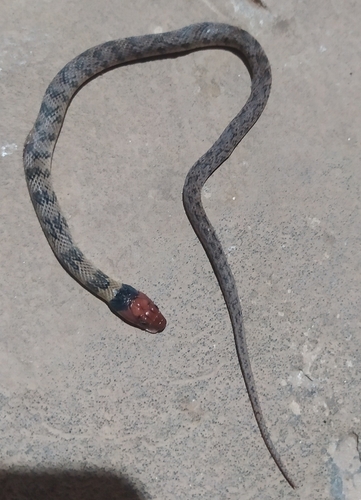 Yellow-bellied Liophis