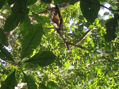 Alouatta palliata