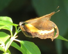 Junonia elgiva