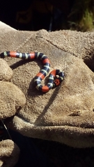 Micrurus altirostris