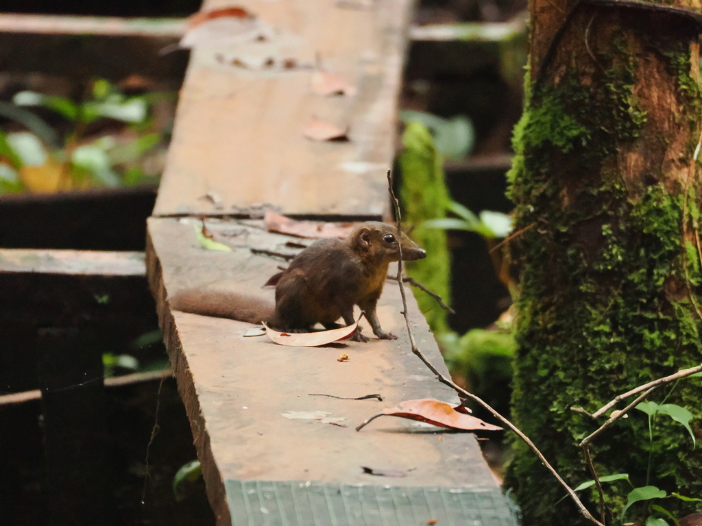 Ruddy Treeshrew