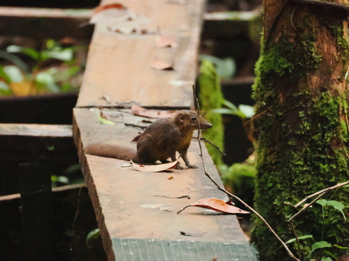 Ruddy Treeshrew (Tupaia splendidula) — Least Concern Mammalia