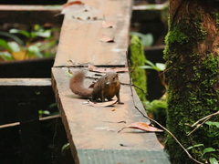 Ruddy Treeshrew photo 2