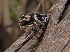 Maratus harrisi