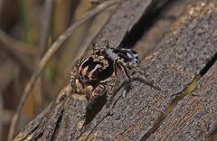 Maratus harrisi