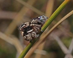 Maratus harrisi