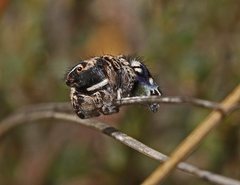 Maratus harrisi