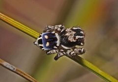 Maratus harrisi