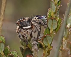 Maratus harrisi