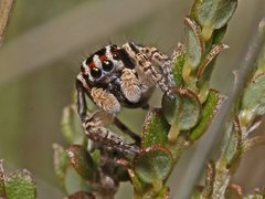 Maratus harrisi