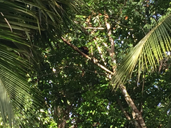 Alouatta palliata