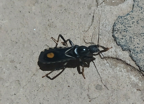 Rasahus hamatus