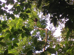 Alouatta palliata