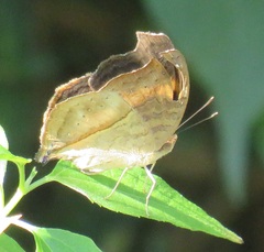Junonia elgiva
