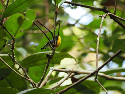Crimson-breasted Flowerpecker (Prionochilus percussus), photo 3