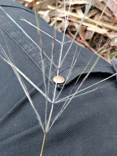 Image of Austrostipa elegantissima by no rights reserved