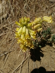 Astragalus gibbsii