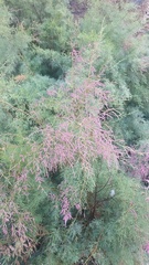 Tamarix chinensis