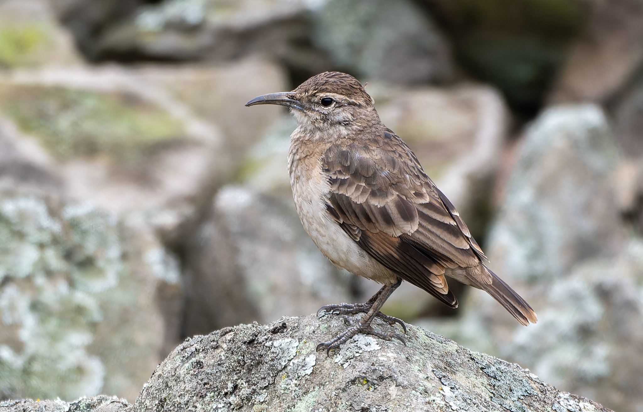 Thick-billed Miner illustration