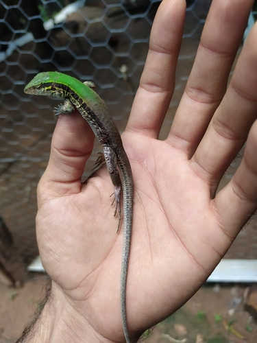 Giant Ameiva
