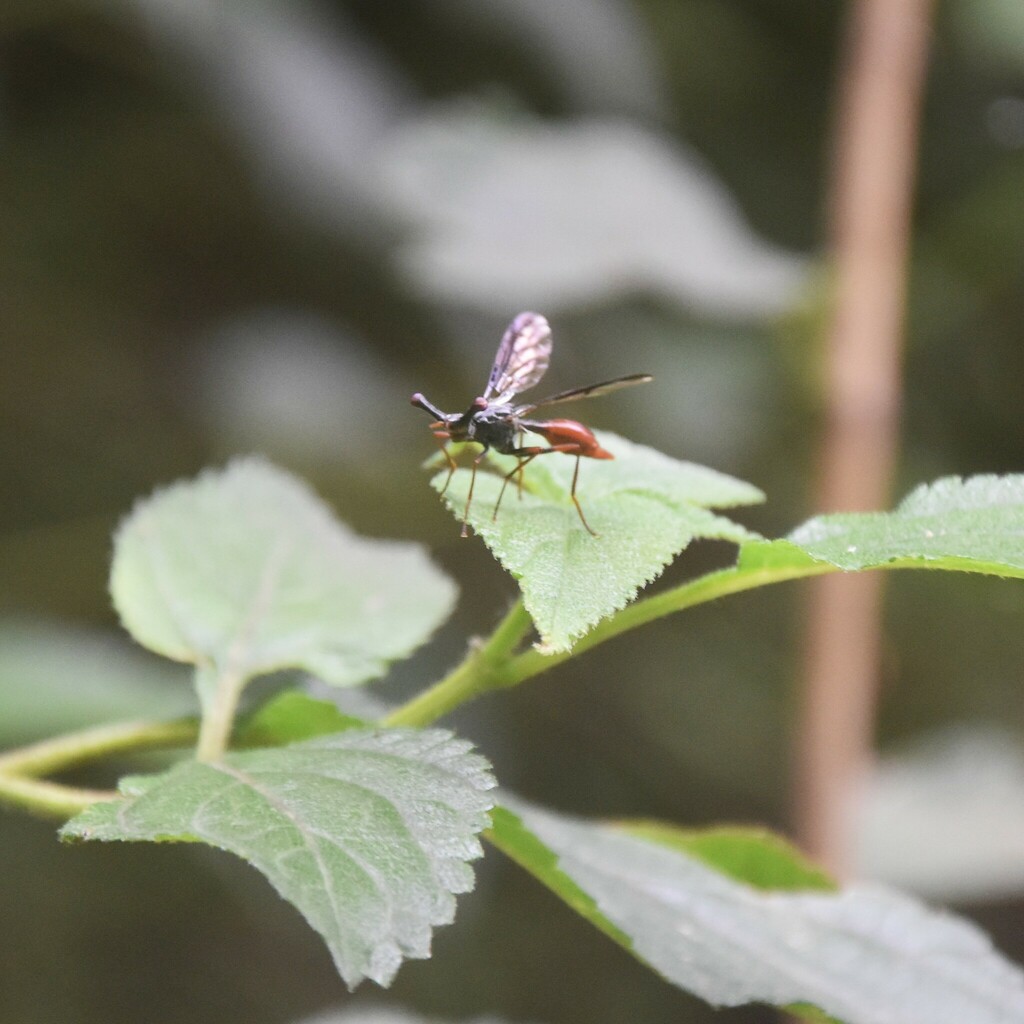 Pseudopelmatops angustifasciatus