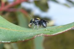 Hylaeus nubilosus