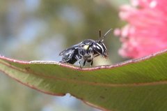 Hylaeus nubilosus
