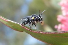 Hylaeus nubilosus