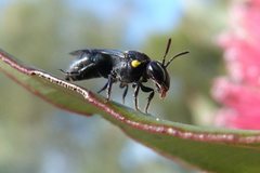 Hylaeus nubilosus