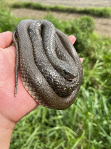 Photo of a Yunnan Olive Keelback (Fowlea yunnanensis)