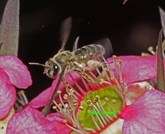 Leioproctus amabilis
