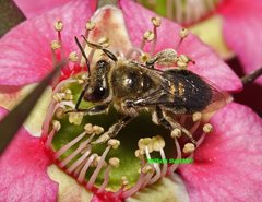 Leioproctus amabilis