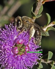 Leioproctus amabilis