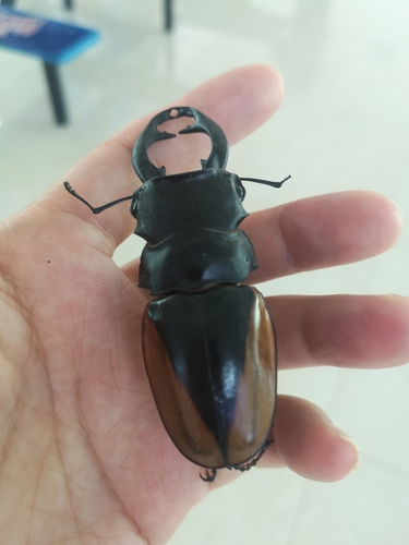 Odontolabis cuvera fallaciosa