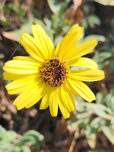 iNaturalist observation photo of California brittlebush